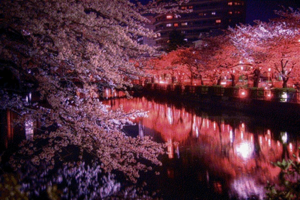 Ночь и сакура - цветение, весна, ночь, сакура, япония - предпросмотр