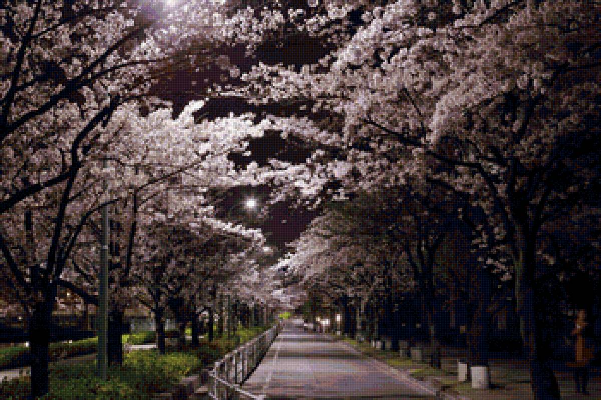Ночь, улица, фонарь... и сакура - весна, япония, цветение - предпросмотр