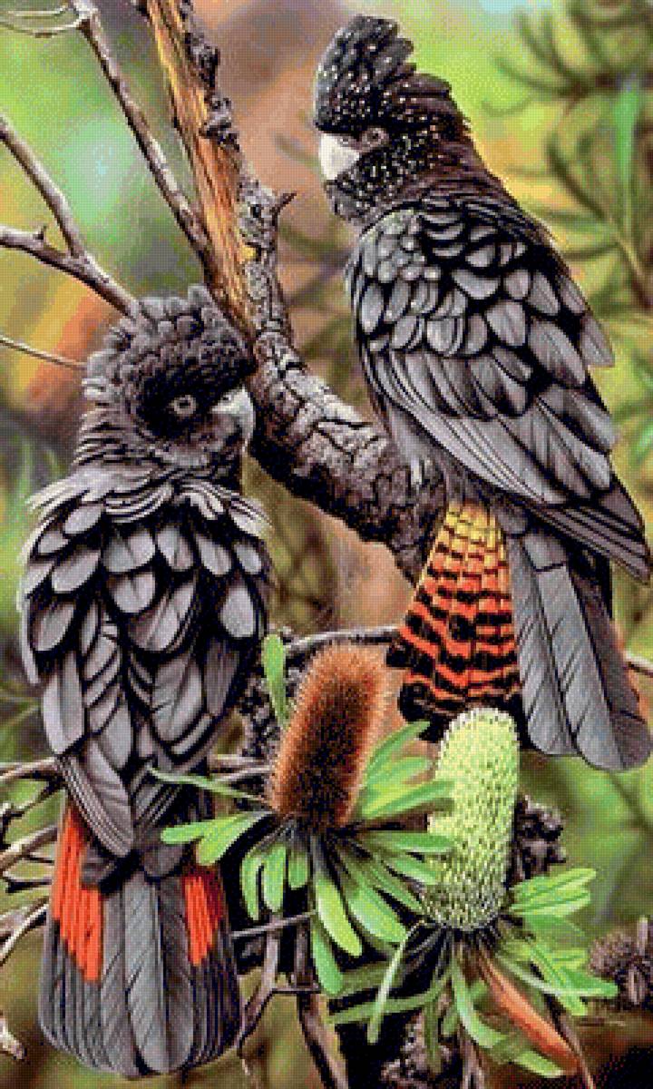 Black kakadu 2 - птицы - предпросмотр