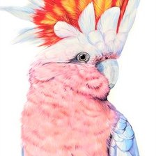 Kakadu (pink)