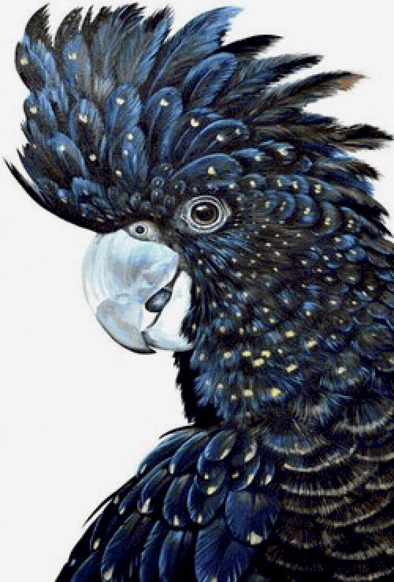 Kakadu(black) - птицы - предпросмотр