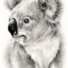 Схема вышивки «Koala graphic image»