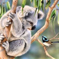 Схема вышивки «Koala and finch»