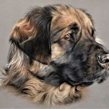 Схема вышивки «Dog's portrate»