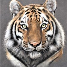 Схема вышивки «Wild life portrets- Tigre»