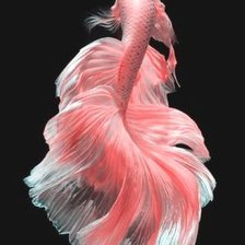 Схема вышивки «Розовая рыбка»