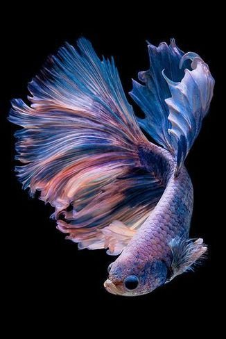 Синяя рыбка - рыбы - оригинал