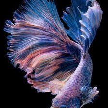 Синяя рыбка