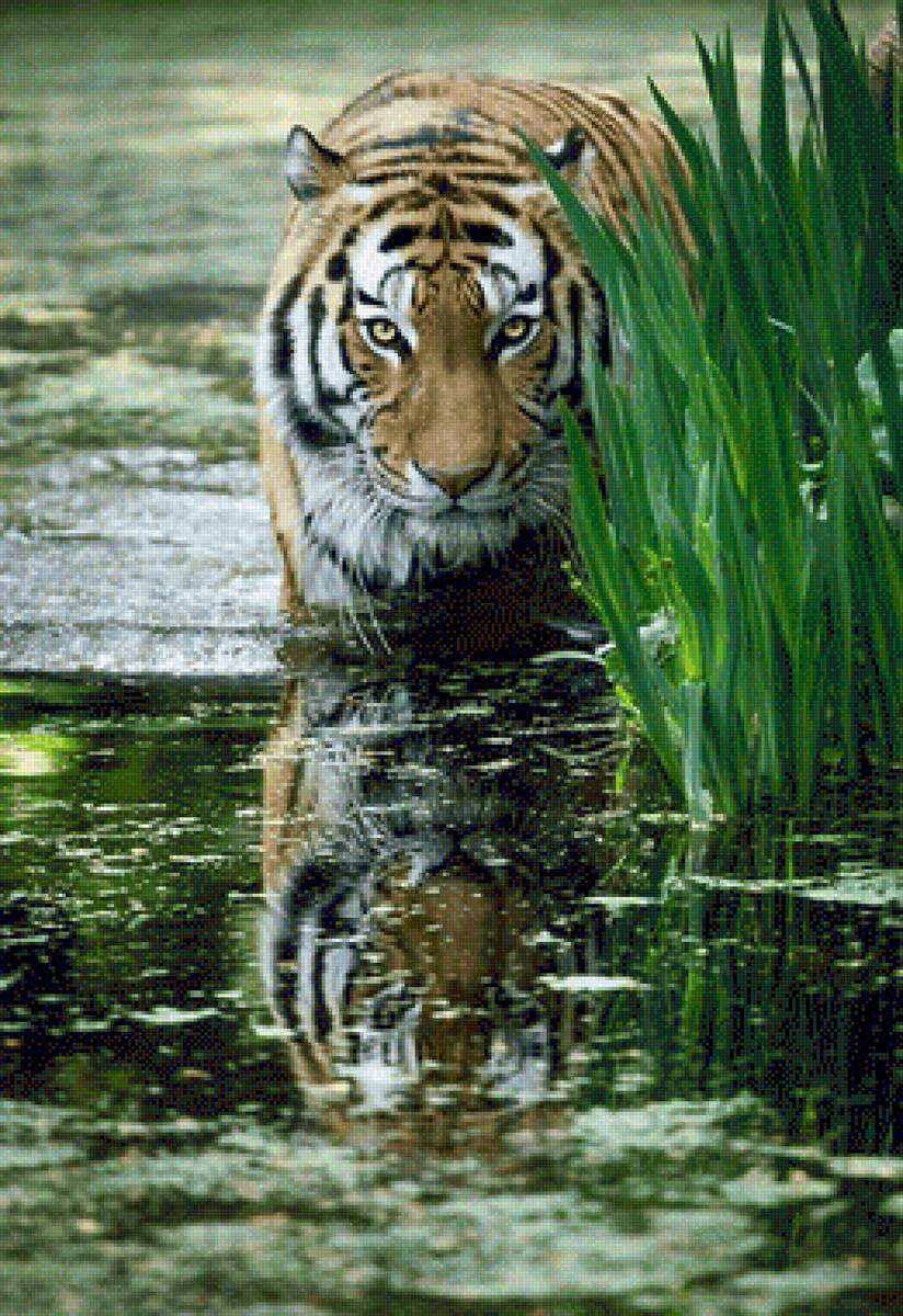 тигр - озеро, тигр, вода, дикие - предпросмотр