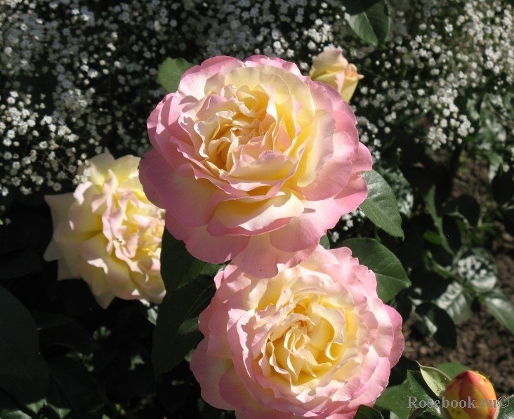 Глория деи - цветы, любимые сорта, розы - оригинал
