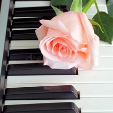 Розовая роза на пианино