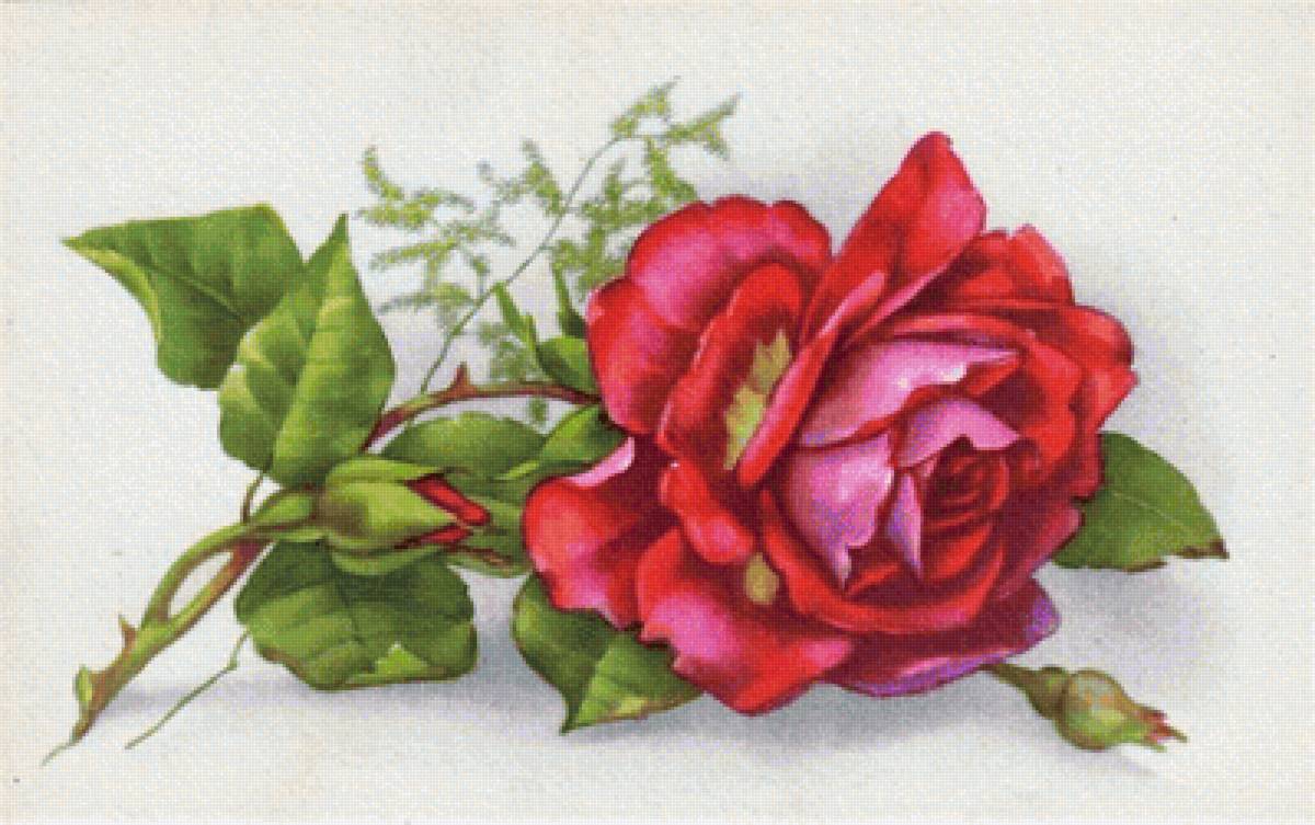 červena ruža - предпросмотр