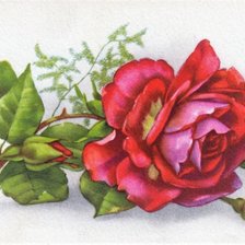 Оригинал схемы вышивки «červena ruža» (№2202700)