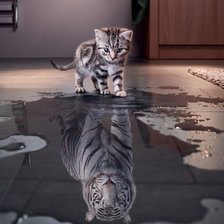 котенок отражение