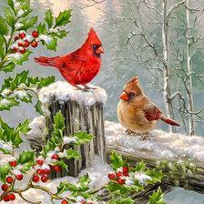 Cardinals on a Fence in the Snow with Holly Berries.