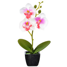 орхидея