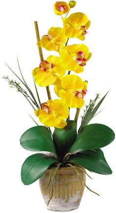 желтая орхидея - орхидея, цветы - оригинал