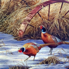 Pheasants in Snow.