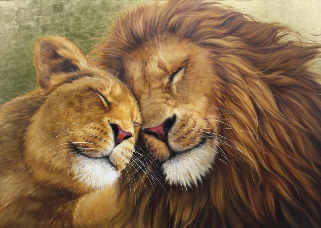 любовь львов - животные, вместе, любовь, пара, львы - оригинал