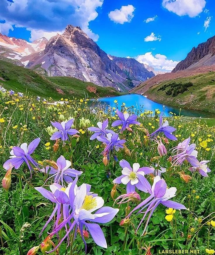 Горы - горы, цветы - оригинал