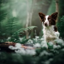 Пес в лесу
