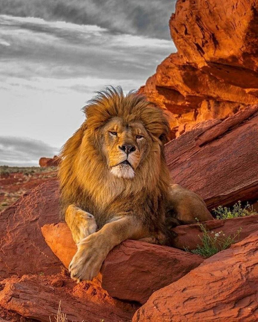 Красивое Фото Льва