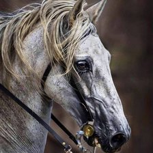 Схема вышивки «Портрет коня»