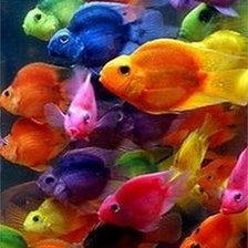 Схема вышивки «Multicolored Fish»