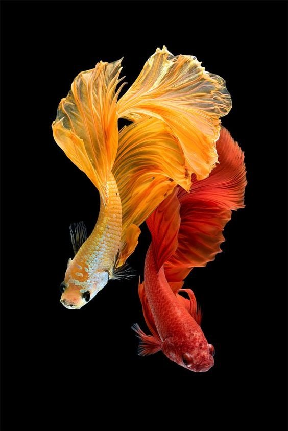 Yellow and Red Betta Fish - fish - оригинал