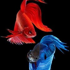 Схема вышивки «Red and Blue Betta Fish»