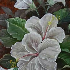 Оригинал схемы вышивки «Flores hibiscos brancos.» (№2235267)