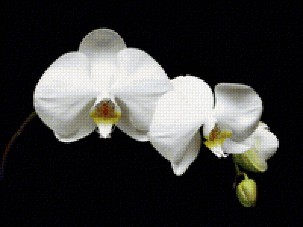 БЕЛАЯ ОРХИДЕЯ - орхидея - предпросмотр