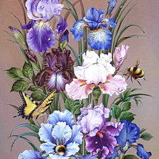 Букет разноцветных ирисов с пчёлами, бабочкой