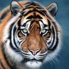 Схема вышивки «Взгляд тигра»