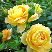 Схема вышивки «Жёлтые розы»