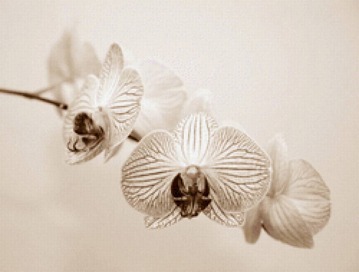 Орхидея - орхидея, цветы, монохром - предпросмотр