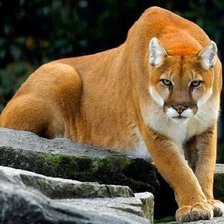 Схема вышивки «PUMA,DAS MONTANHAS,»