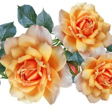 Схема вышивки «цветы, розы»