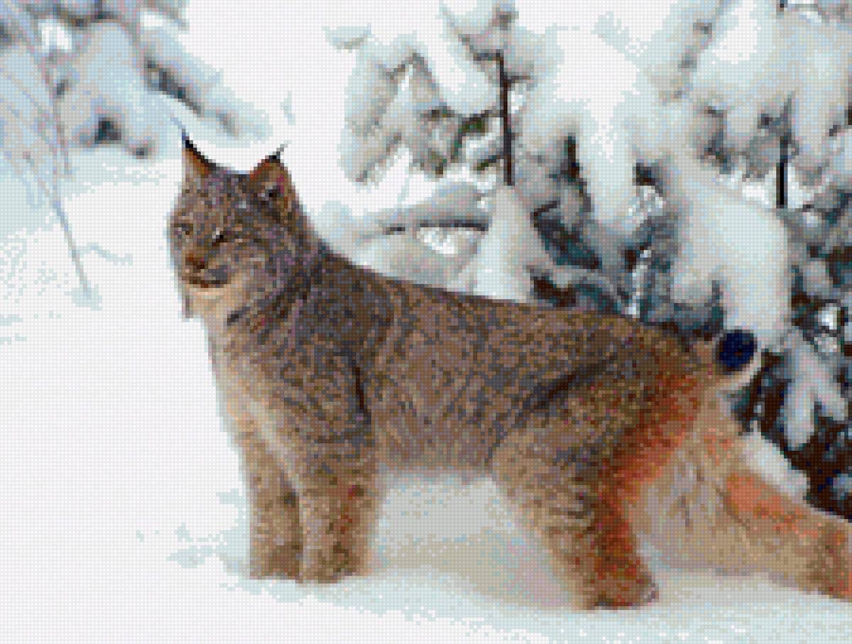 Рысь - снег, кошка, рысь - предпросмотр