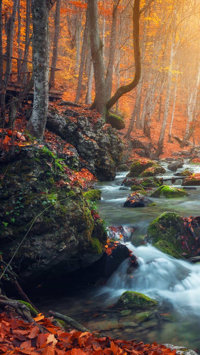 Осенний ручей - осень. лес. ручей. природа. - оригинал
