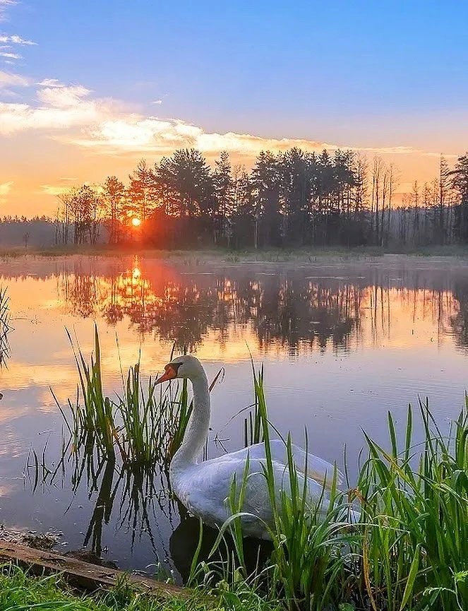 одинокий лебедь - озеро, лебедь, птицы - оригинал