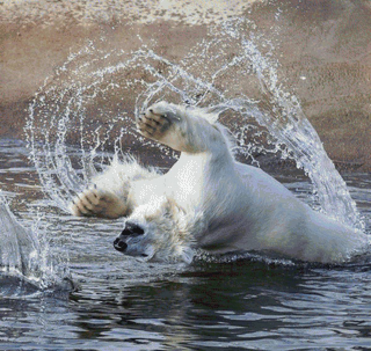 белый медведь - пнк, медведь, радость, море, природа, брызги - предпросмотр