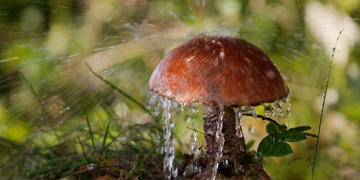 Под дождем - лес, подосиновик, дождь, грибы, природа - оригинал