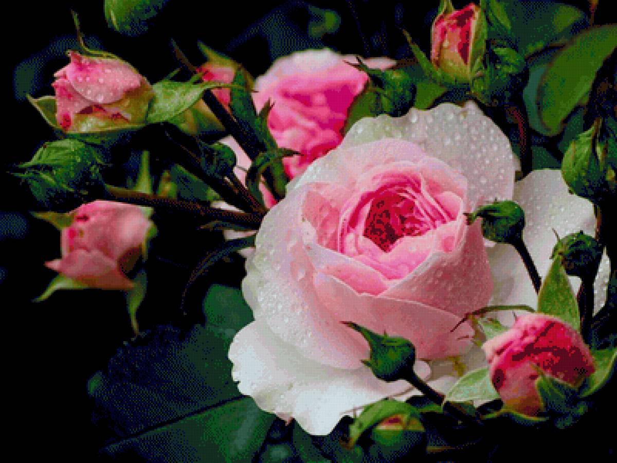 Розовая роза - роза, цветы - предпросмотр