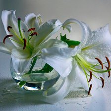 белые лилии в стеклянной вазе