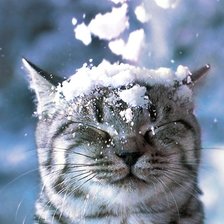 Схема вышивки «Кот под снегом»
