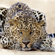 Схема вышивки «Леопард готовится к прыжку»