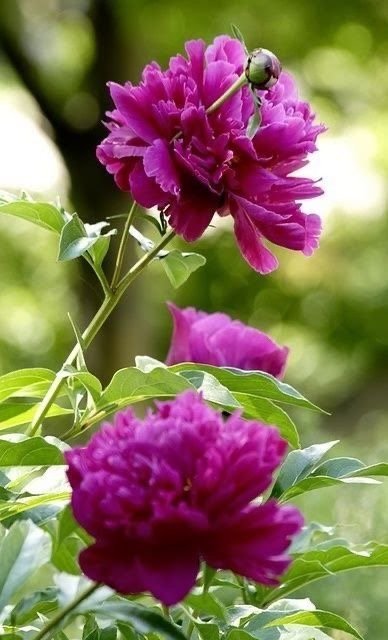 розовые пионы - пионы, цветы, сад - оригинал
