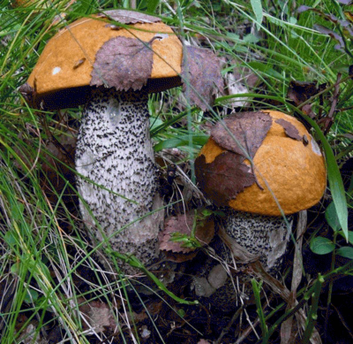 два красавца - грибы, подосиновик - предпросмотр