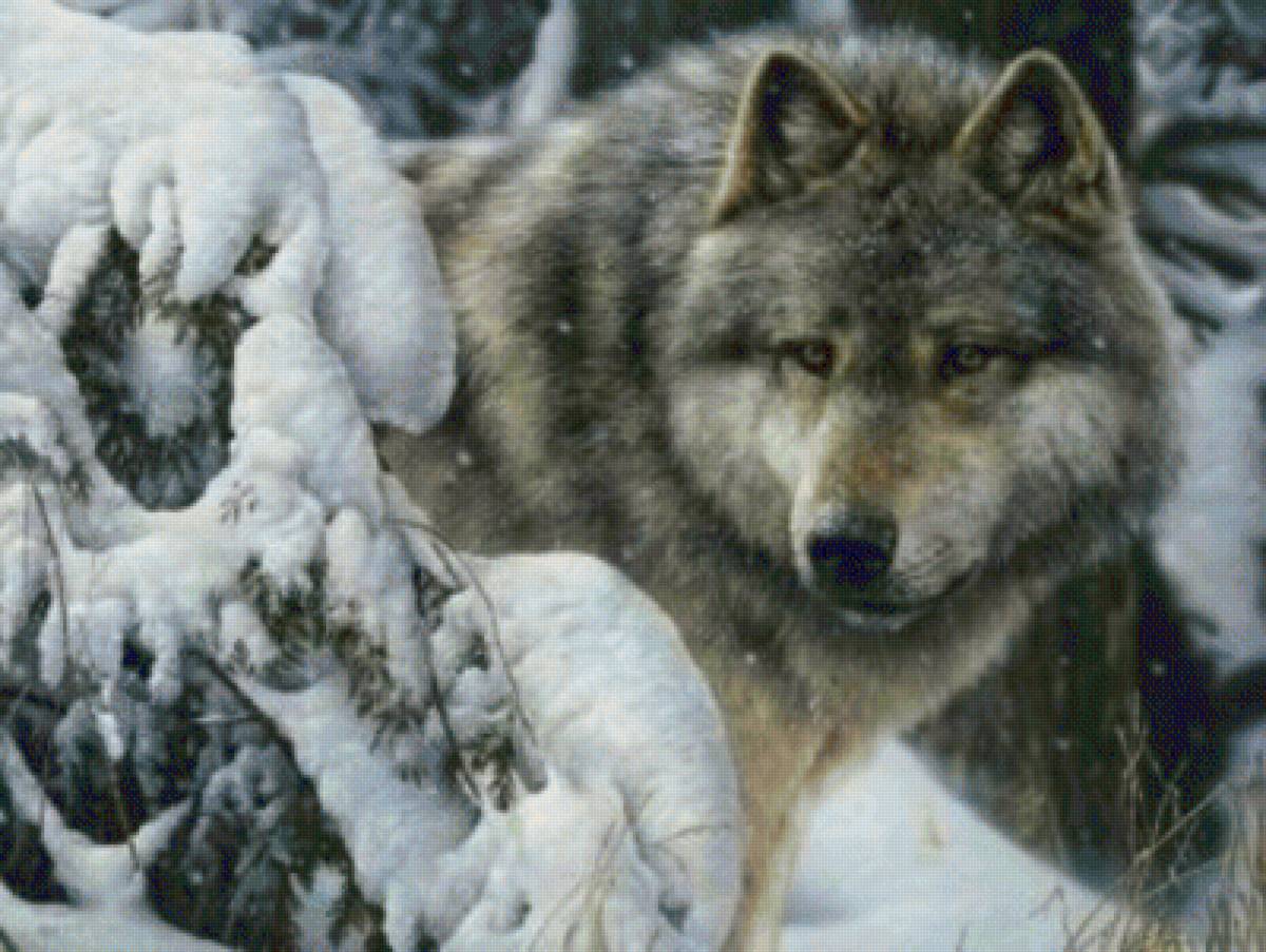 Волк - волк зима лес - предпросмотр
